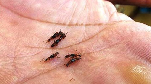 Kinh hãi kiến ba khoang tấn công người dân TP.HCM