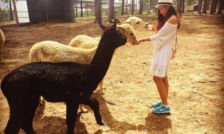 Phí cả chuyến đi Đà Lạt nếu không check-in tại những địa điểm 'sống ảo' đang hot này