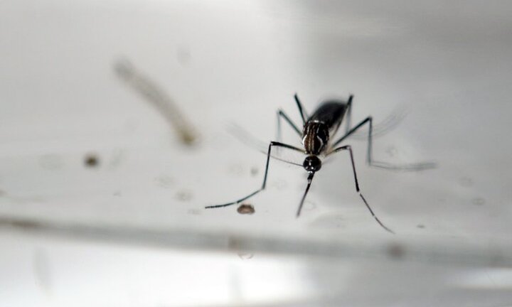 Cảnh báo khẩn: Muỗi mang bệnh đã di cư đến những vùng nó chưa từng xuất hiện