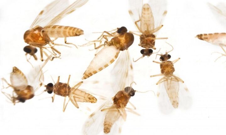 Brazil đang đối mặt mối đe dọa mới từ virus Oropouche