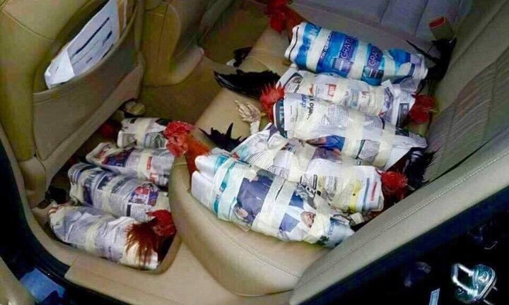 Muôn kiểu sơ tán động vật trước siêu bão Irma ở Mỹ