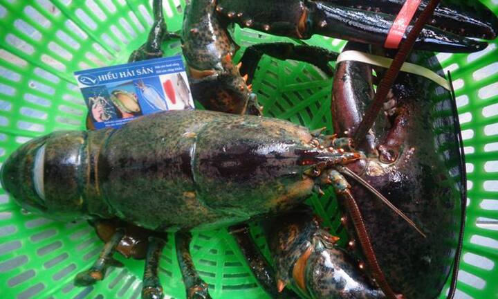 Video: Người Việt đua nhau 'săn' hải sản nhập ngoại giá bạc triệu