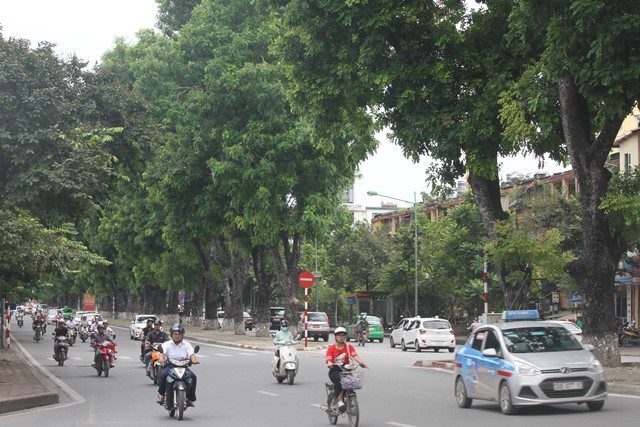Đường Kim Mã trước ngày sạch bóng cây cổ thụ