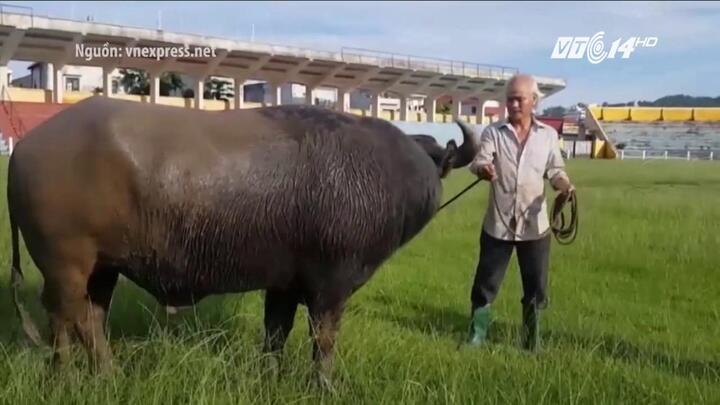 Hải Phòng: Đồ Sơn tổ chức lại hội chọi trâu vào 28/9