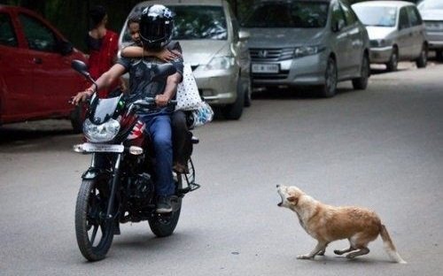 Những tai nạn thảm khốc do chó chạy rông ngoài đường