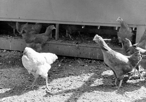 Ly kỳ chuyện gà mất đầu vẫn sống thêm 1,5 năm mới chết