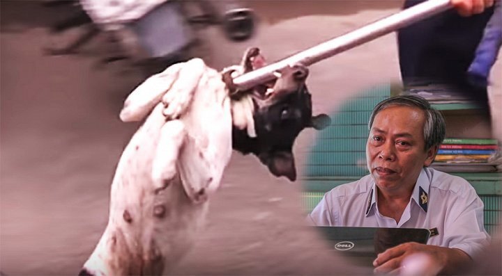 Xuất hiện đội bắt chó giả trộm chó công khai: Chi cục Thú y TP.HCM lên tiếng