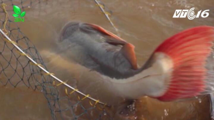 Mục sở thị đàn cá trê đuôi đỏ tiền tỷ của lão nông Cần Thơ