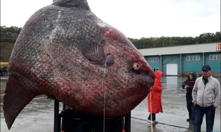Cá khổng lồ kỳ dị nặng hơn 1 tấn bị ném cho gấu ăn