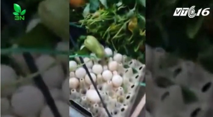 Rùng mình cảnh rau củ thối, trứng ung vào bếp trường tiểu học ở Vĩnh Phúc