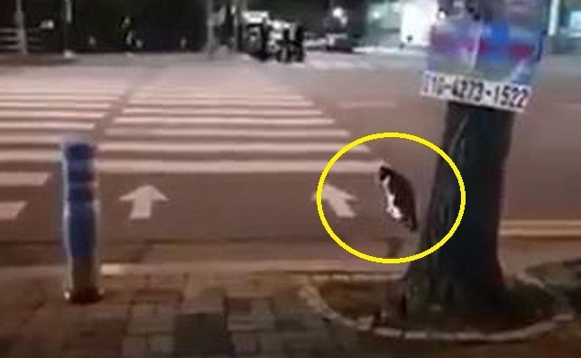 Kinh ngạc mèo cũng biết tuân thủ luật giao thông như người