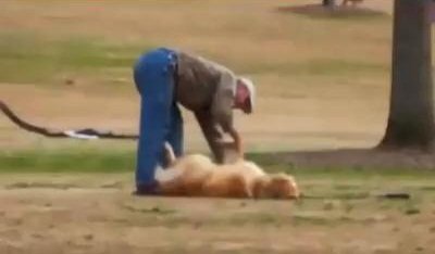 Chú chó ‘bá đạo’ giả chết để được ở lại chơi công viên