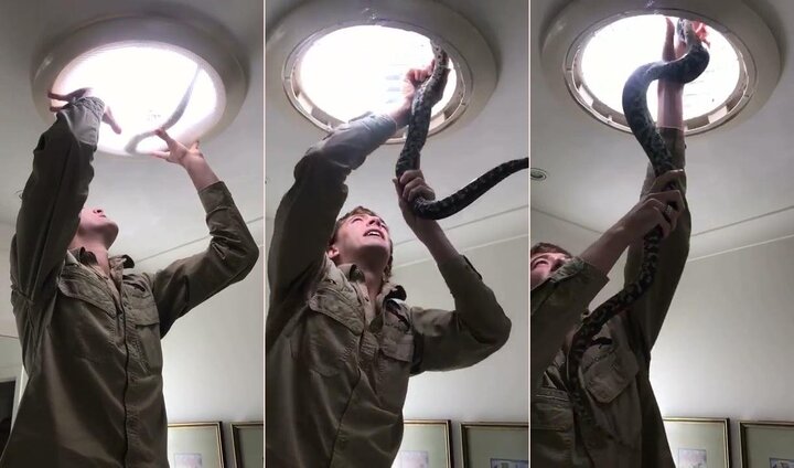 Trăn dài 1,5m nằm phơi nắng trên trần nhà, bị thanh niên tay không tóm gọn