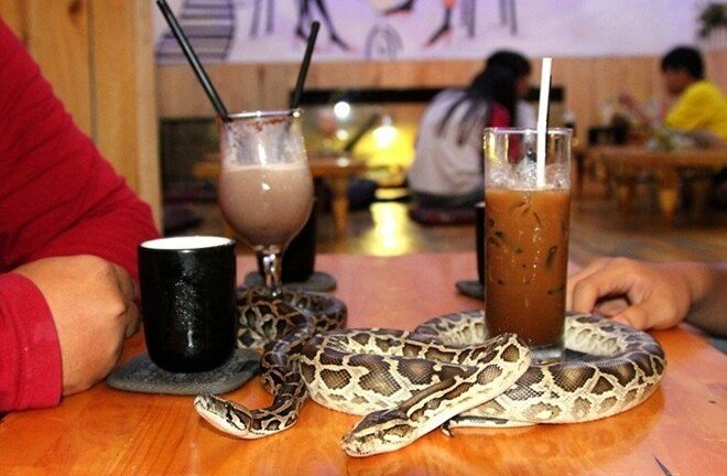 Rùng mình với dịch vụ uống cà phê với trăn và kỳ đà ở Sài Gòn