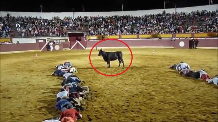 Đám đông 'lầy lội' bày trò trêu bò tót gây bão mạng