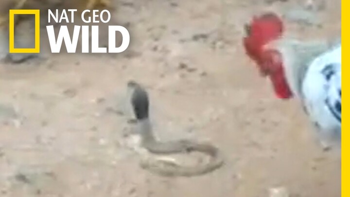 Gà trống tung cú mổ chí mạng, nuốt chửng rắn hổ mang kịch độc