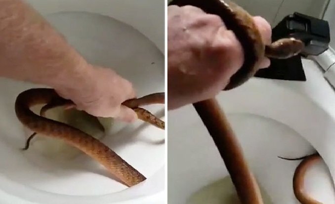 Khiếp đảm clip tay không lôi rắn nâu kịch độc ra khỏi bồn cầu nhà dân