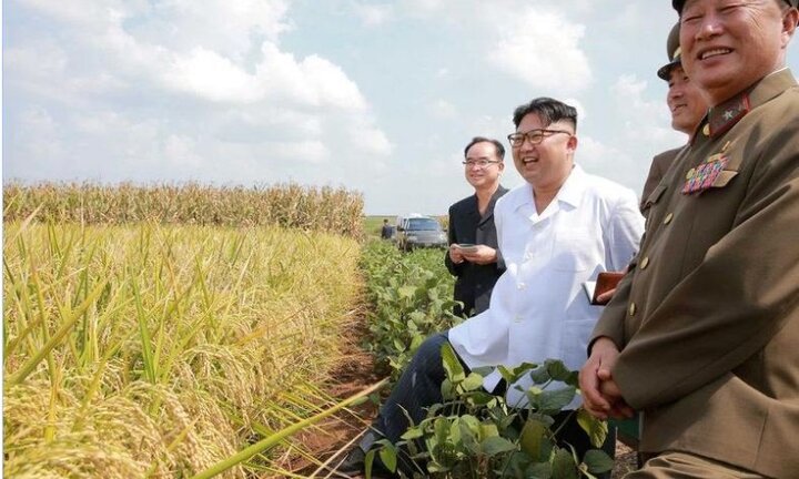 Vì sao Triều Tiên vẫn mùa màng bội thu bất chấp các lệnh trừng phạt