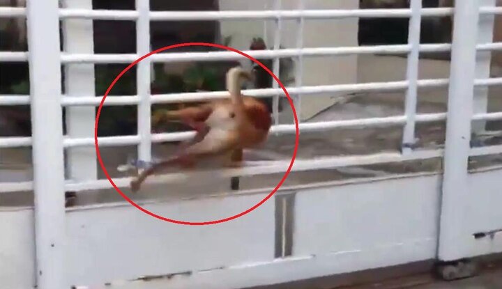 Chú chó khoe 'tuyệt kỹ' chui kẽ cổng, 'cẩu tặc' cũng chào thua