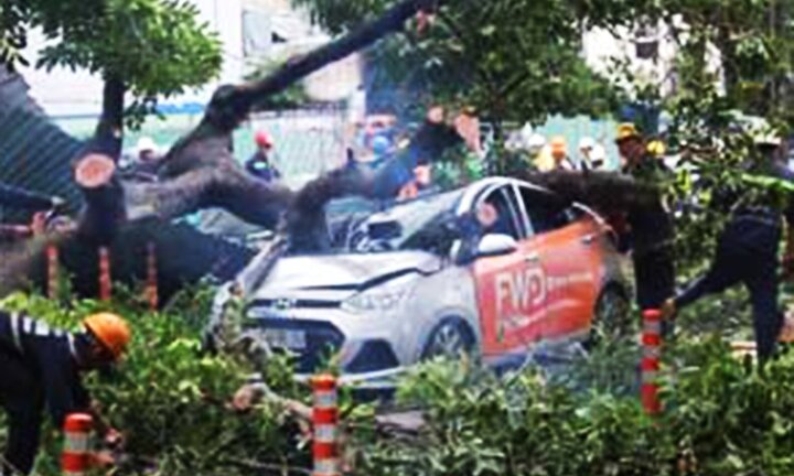 Đang ngồi trong ô tô, cô gái bị cây cổ thụ bật gốc đè trọng thương