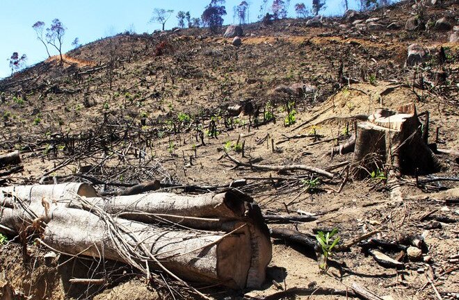 Bắt 2 nghi can vụ phá 43,7 ha rừng tự nhiên ở Bình Định