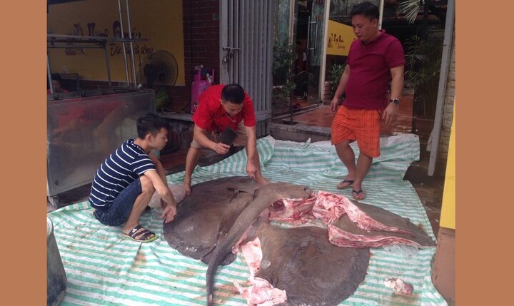 Vận chuyển cá đuối gai nặng hơn 200 kg từ Thái Lan về Hà Nội