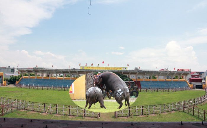 Ảnh: Sau sự cố 'trâu điên' húc chết chủ nhân, Hội chọi trâu Đồ Sơn thay đổi đấu trường