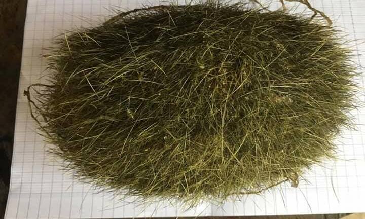 Mổ lợn nuôi 10 năm phát hiện vật lạ nghi trư sa quý hiếm