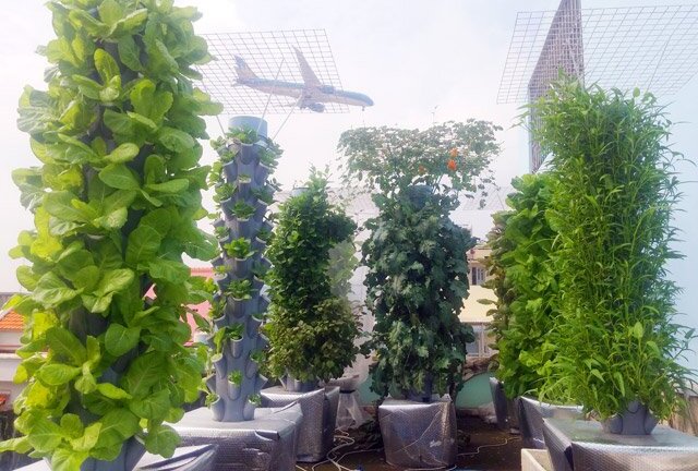 Vợ có bầu, chồng tự chế vườn rau sạch xanh mướt trên sân thượng