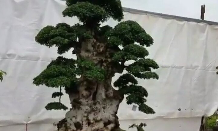 Mục sở thị 'cụ' duối 1.000 năm tuổi, trả 6 tỷ đồng chưa bán