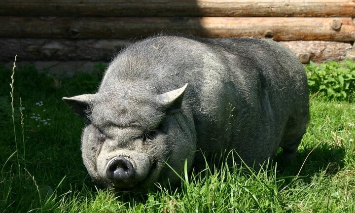 Video: Cặp lợn nổi điên, lao vào cắn xé dã man người phụ nữ