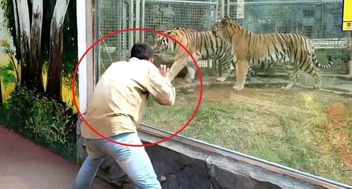 Nam du khách 'giỡn mặt tử thần', bày trò kích động hổ trong sở thú