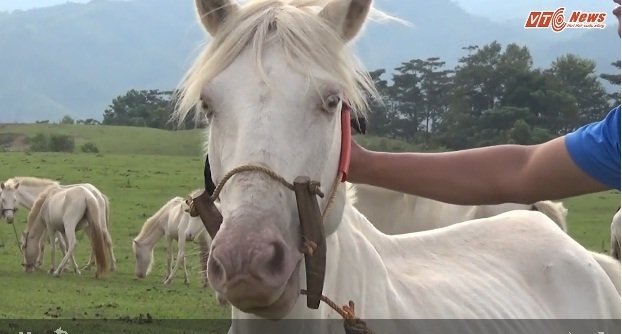Chiêm ngưỡng thảo nguyên ngựa bạch lớn nhất Việt Nam tại Lạng Sơn