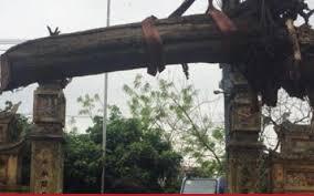 Cây sưa cổ thụ mua ở đình làng Đông Cốc nằm chỏng chơ xó nhà đại gia Bắc Ninh