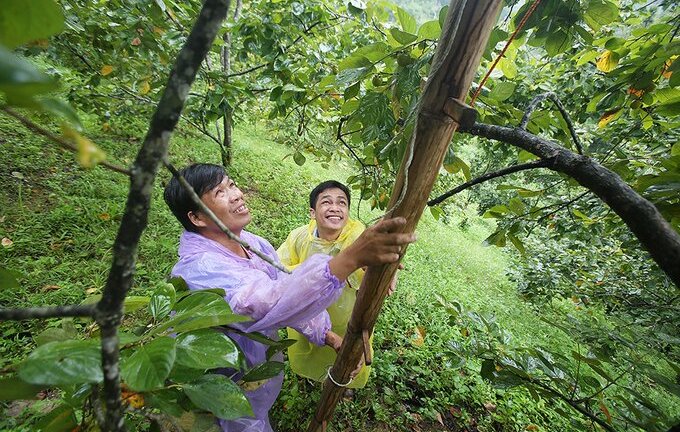 Video: Xem người Lạng Sơn chế thang tre cao 6 m thu hái hồng vành khuyên