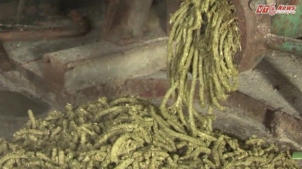 Tận mắt xem nông dân Hưng Yên nuôi lợn bằng thảo dược kiếm bộn tiền