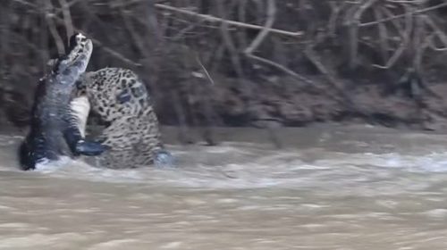 Cả gan cắn trộm báo đốm, cá sấu bị hạ sát nghiệt ngã