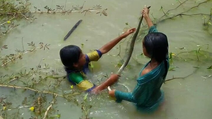 Ra đồng bắt ếch, 2 bé gái tóm sống 3 con rắn nước