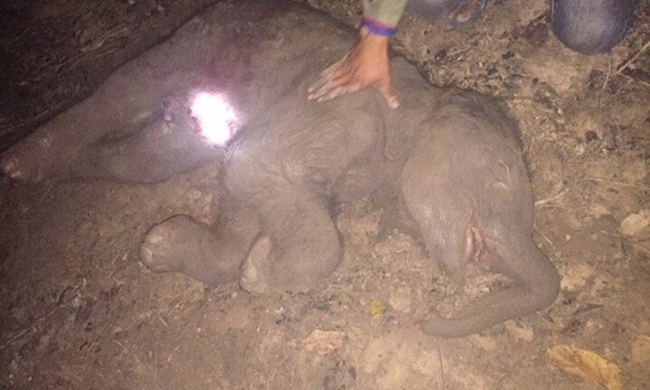 Voi nhà đầu tiên mang thai ở Đắk Lắk mất con sau gần 2 năm chờ đợi