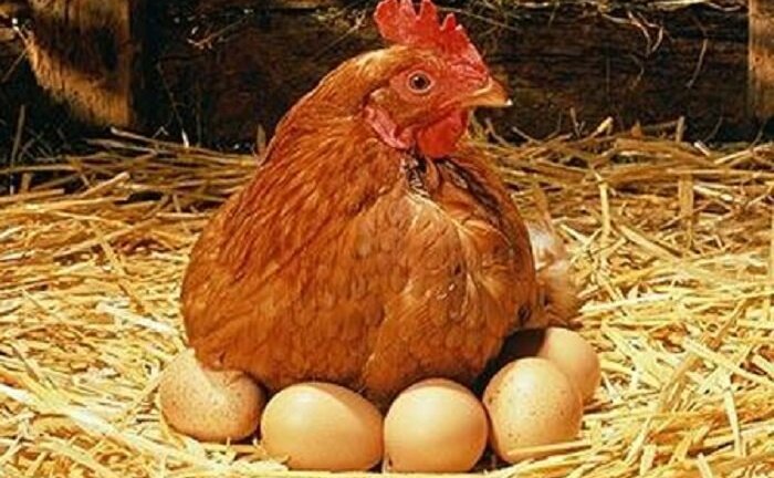 Chuyện thật như đùa: Gà đẻ ra thuốc ở Nhật