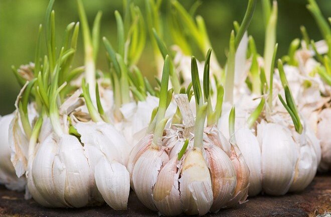 Khoai tây mọc mầm độc chết người - hành tỏi mầm có độc?
