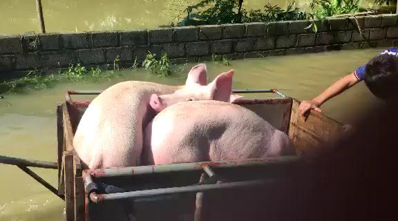 Vỡ đê ở Chương Mỹ: Nước ngập ngang người, dân hối hả vác lợn chạy lụt