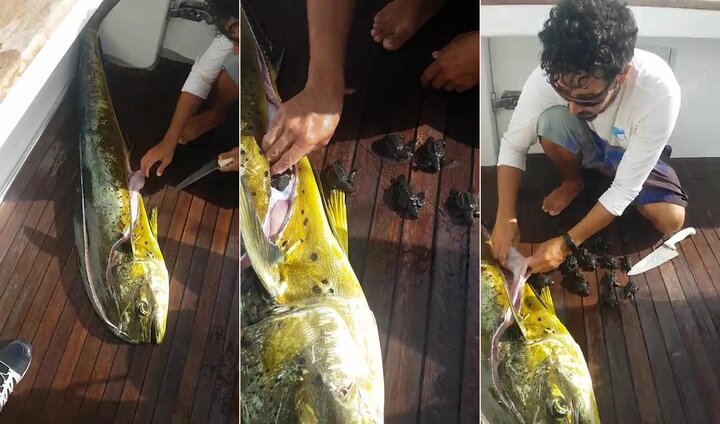 Mổ bụng 'quái cá', phát hiện 32 con rùa bên trong