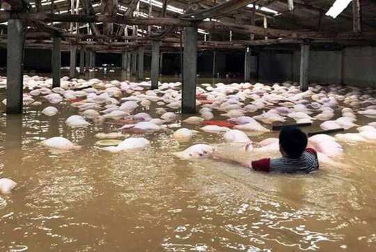 Mưa lũ hoành hành, bão số 11 sắp đổ bộ: Làm sao để không dính bệnh truyền nhiễm chết người