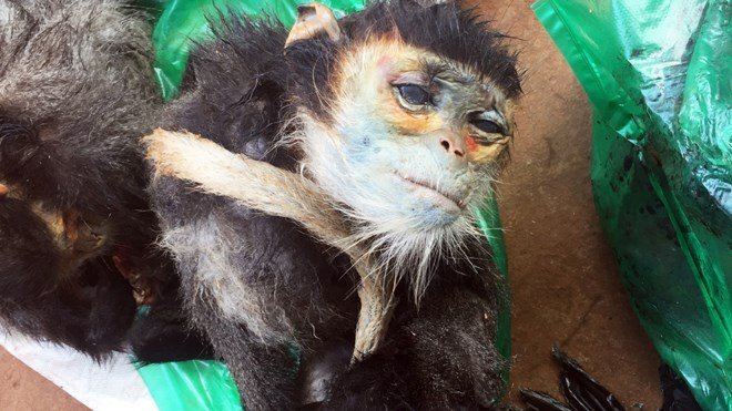 Bắt chủ quán nhậu tàng trữ động vật hoang dã để nấu cao