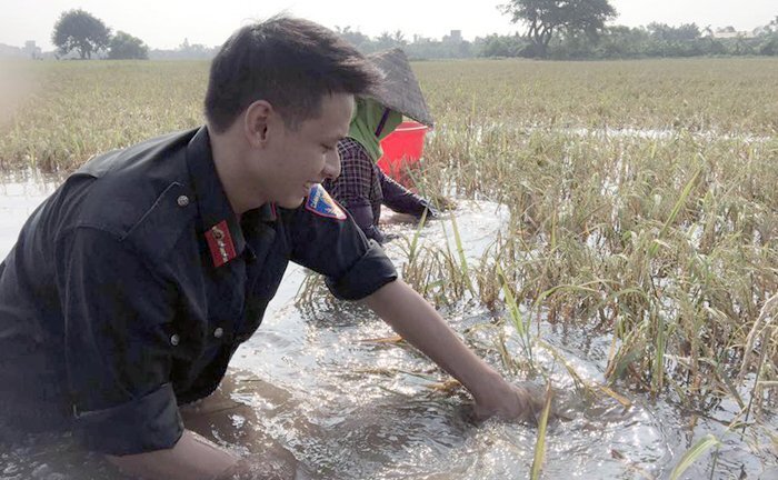 Công an Thái Bình ngâm mình gặt lúa giúp dân chạy bão số 11
