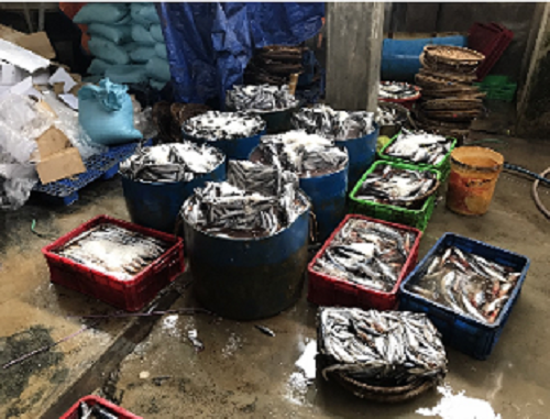 Bắt quả tang cơ sở sử dụng hóa chất để hấp cá