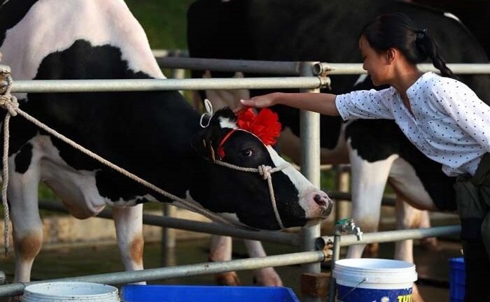 Ngày hội 'Hoa hậu bò sữa' độc đáo trên cao nguyên Mộc Châu