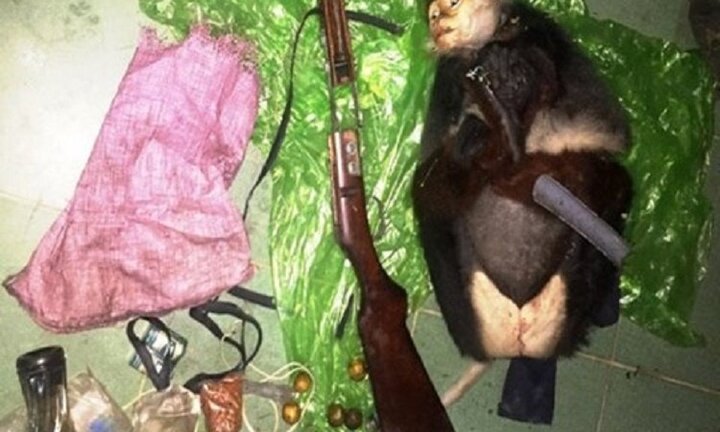 Truy tìm 2 kẻ dùng súng giết voọc chà vá chân nâu cực hiếm