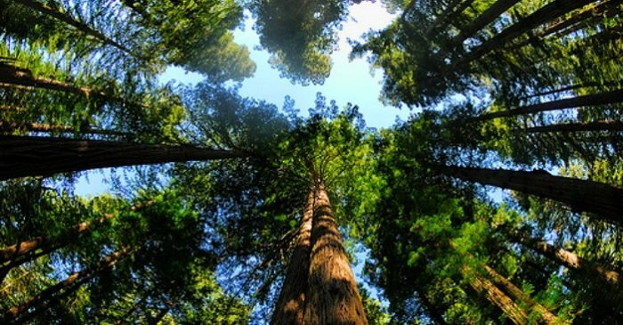 Ảnh: Hóa ra kho báu cây thủy tùng đắt nhất thế giới ngay tại Việt Nam ít người biết